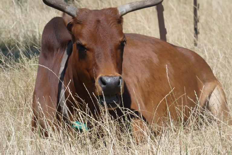 Een afbeelding van eenkleurig-rood minizeboe Bambi van de Zeboehoeve - 990147.