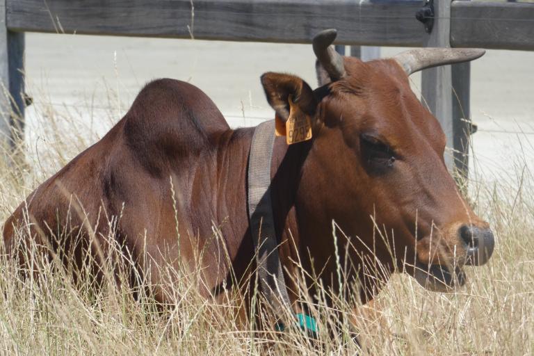 Een afbeelding van eenkleurig-rood minizeboe Bambi van de Zeboehoeve - 522409.