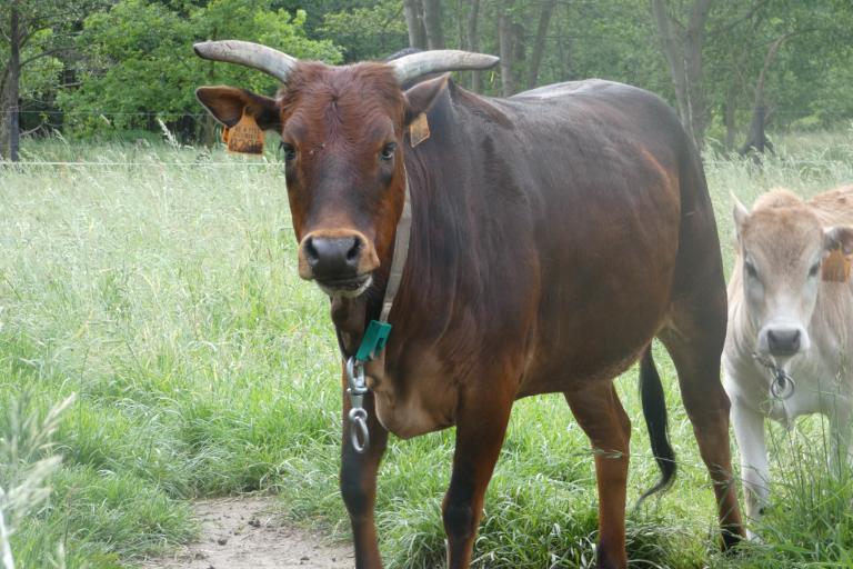 Een afbeelding van eenkleurig-rood minizeboe Bambi van de Zeboehoeve - 465605.