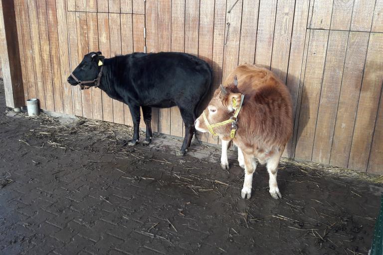 Een afbeelding van eenkleurig-bruint minizeboe Mimi (De Ijsselhof Mery) - 567851.