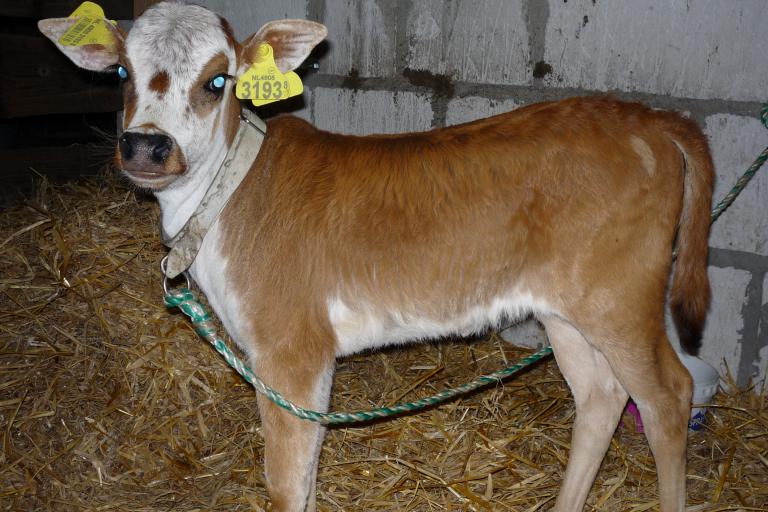 Een afbeelding van roodbont minizeboe Margriet van de IJselhof - 876480.