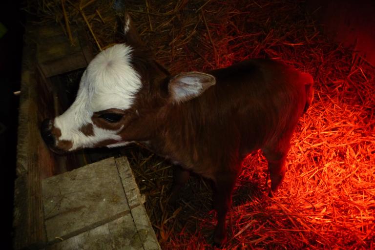 Een afbeelding van blaarkop-rood minizeboe Beasty van de Zeboehoeve - 517077.