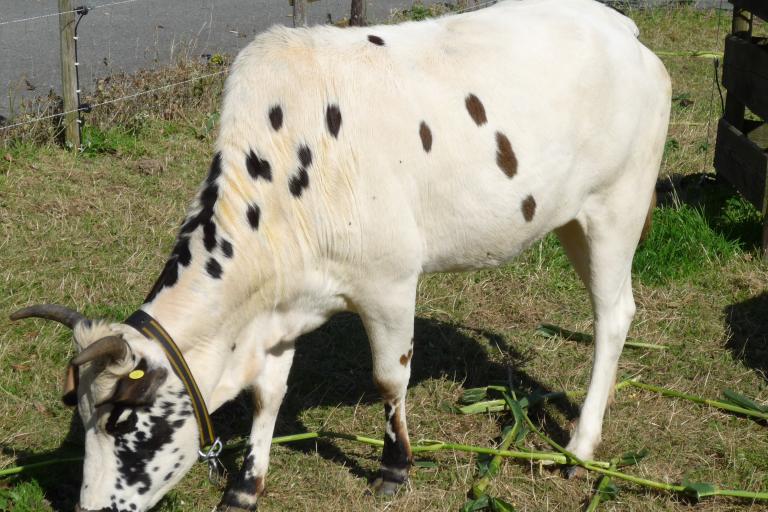 Een afbeelding van roodbont minizeboe Patsy - 230462.