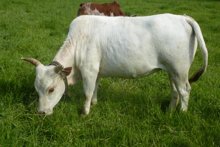 Een afbeelding van eenkleurig-wit minizeboe Bianca van de Ijselhof - 470340.