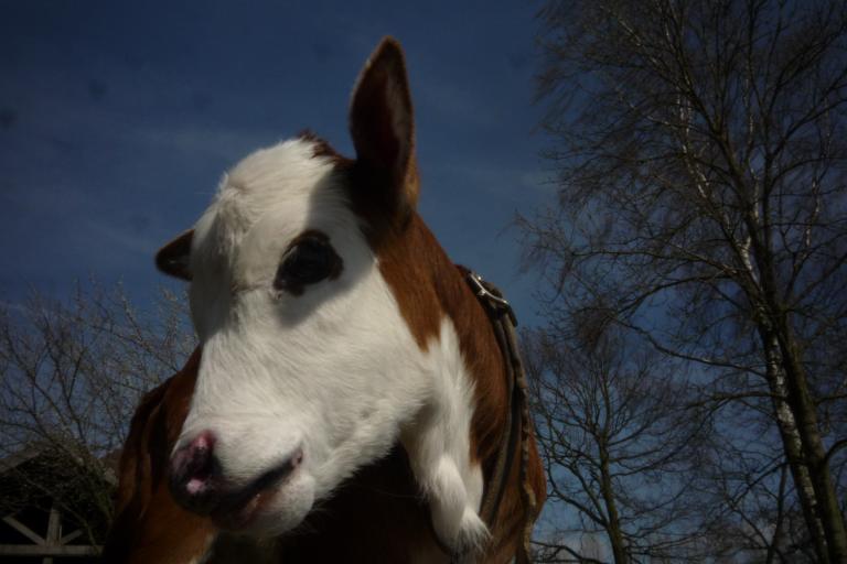 Een afbeelding van blaarkop-rood minizeboe Lulu van de Zeboehoeve - 555177.