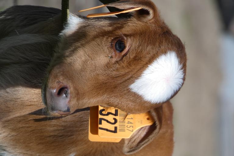 Een afbeelding van rood-wit minizeboe Fiston van de Ongelbergh - 29638.