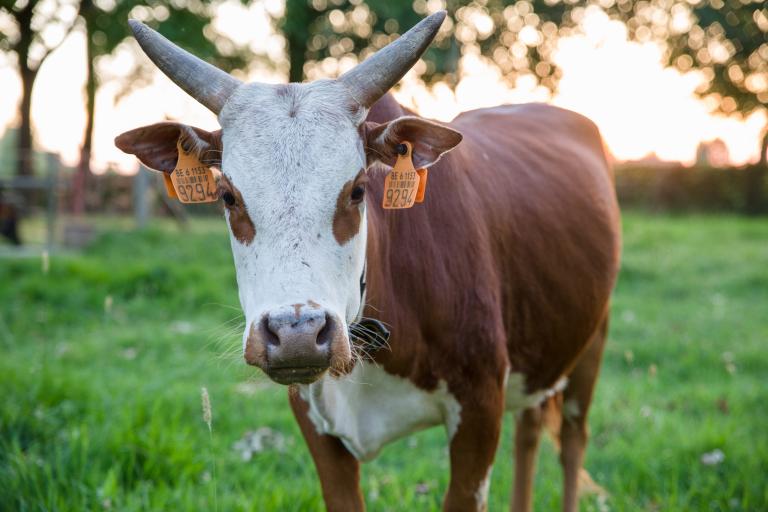 Een afbeelding van blaarkop-rood minizeboe Roosje van de Zeboehoeve - 710049.