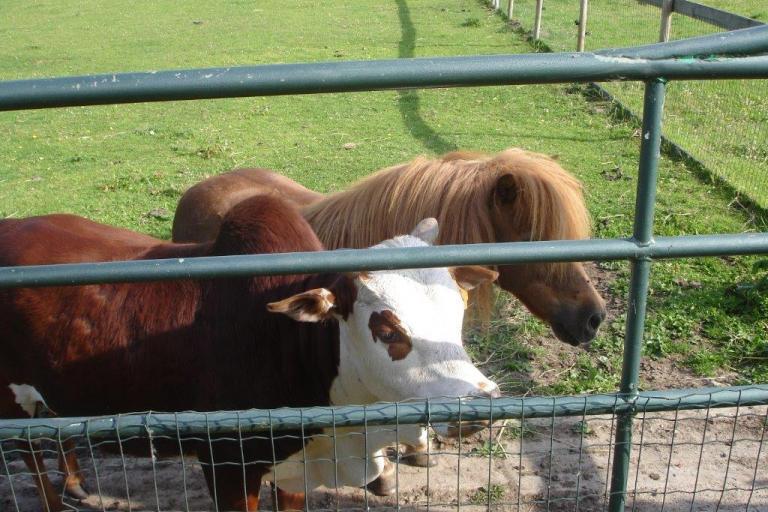 Een afbeelding van blaarkop-rood minizeboe Bartje van de Zeboehoeve - 751580.